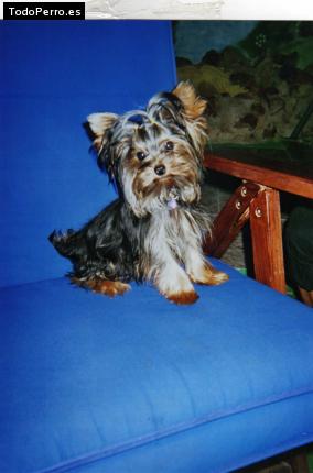 La foto del perro