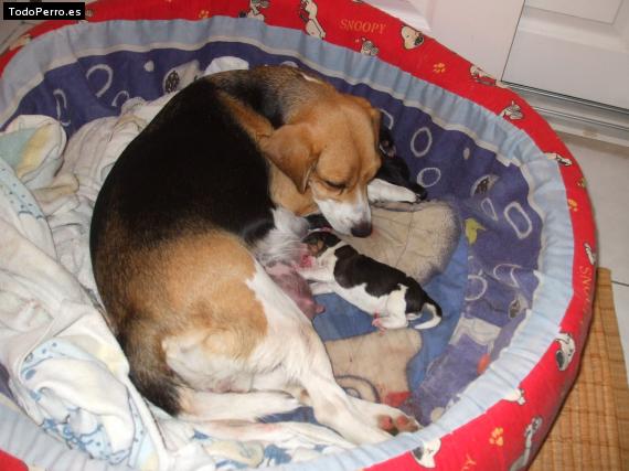 La foto del perro