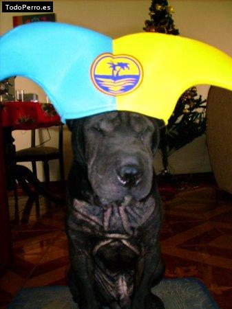 La foto del perro