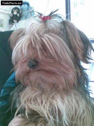 La foto del perro