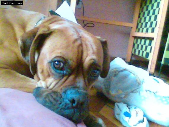 La foto del perro