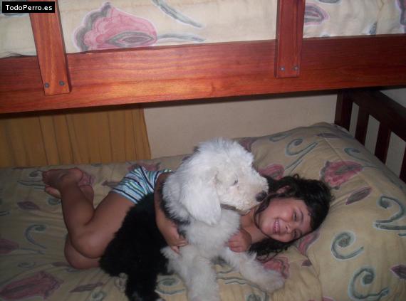 La foto del perro