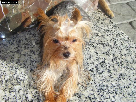 La foto del perro