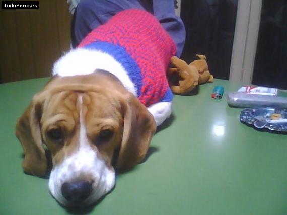 La foto del perro