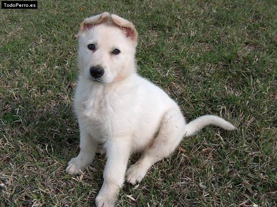 Foto del perro Wanda