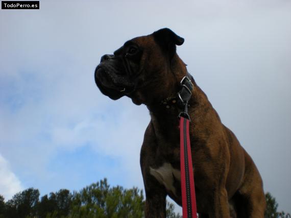 La foto del perro