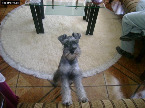 La foto del perro