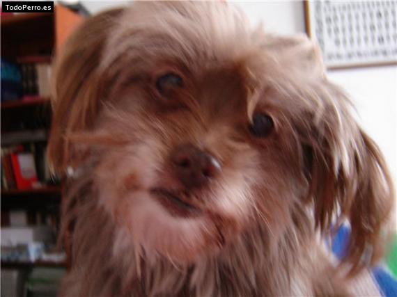 La foto del perro