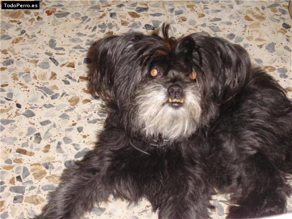 La foto del perro