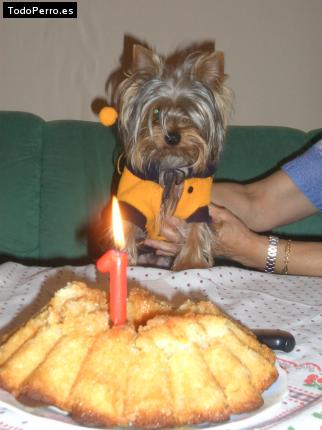 La foto del perro