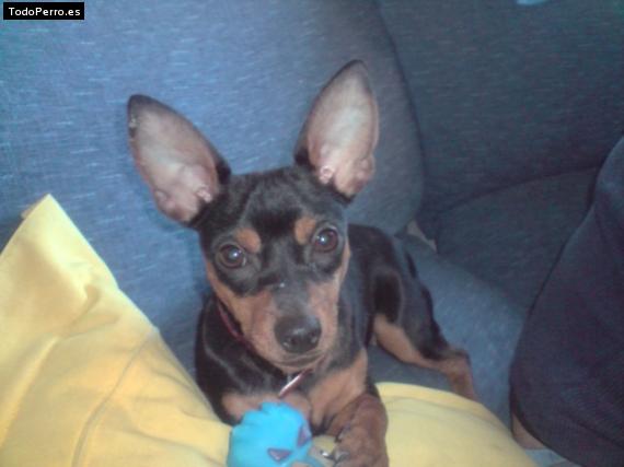 La foto del perro