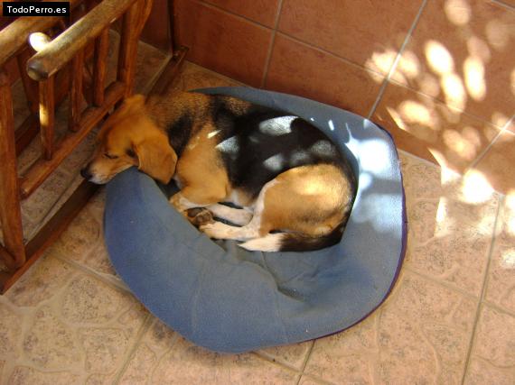 La foto del perro