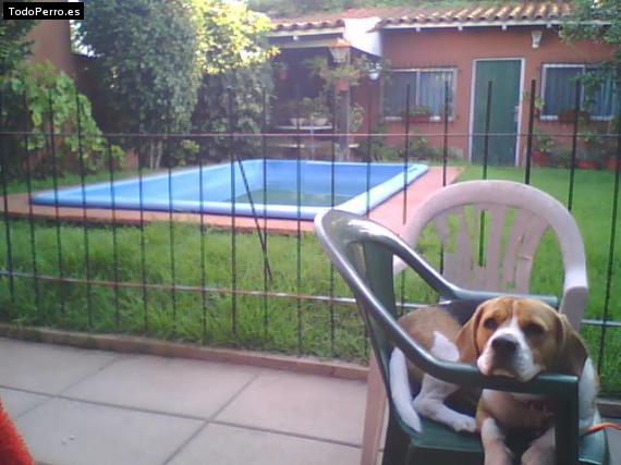 La foto del perro