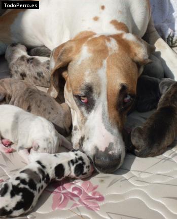 La foto del perro