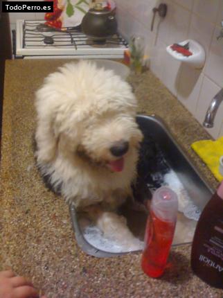 La foto del perro