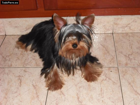 La foto del perro