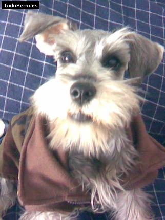La foto del perro