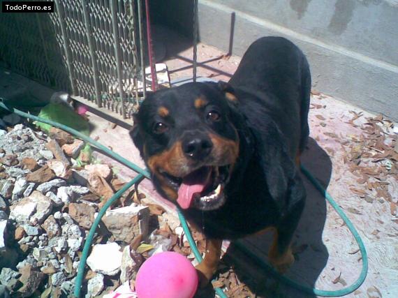 La foto del perro