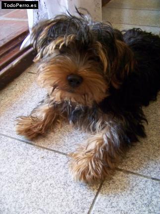 La foto del perro