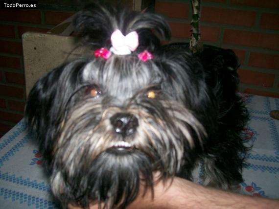 La foto del perro