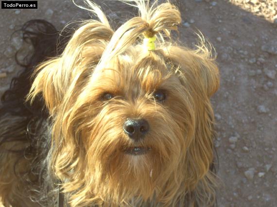 La foto del perro