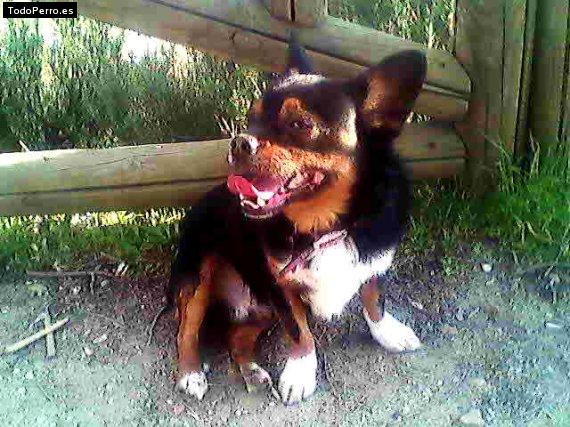 La foto del perro