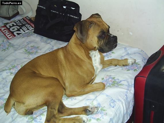 La foto del perro