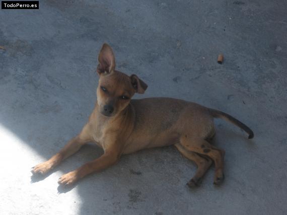 La foto del perro
