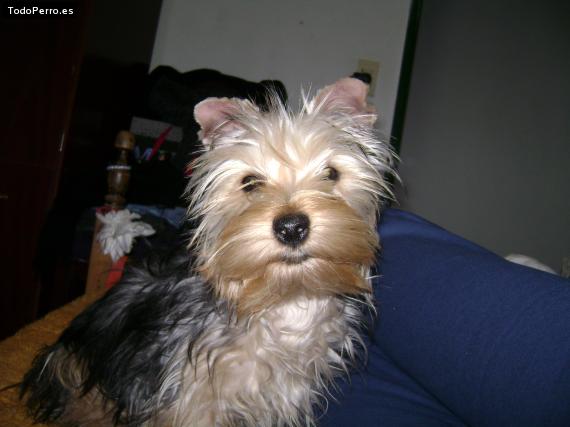 La foto del perro