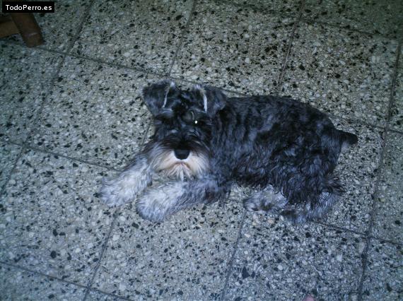 La foto del perro