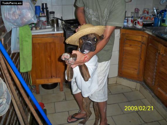 La foto del perro