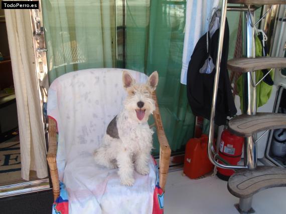 La foto del perro