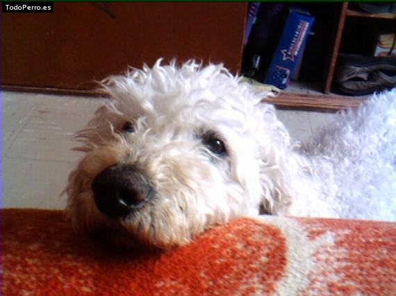 La foto del perro