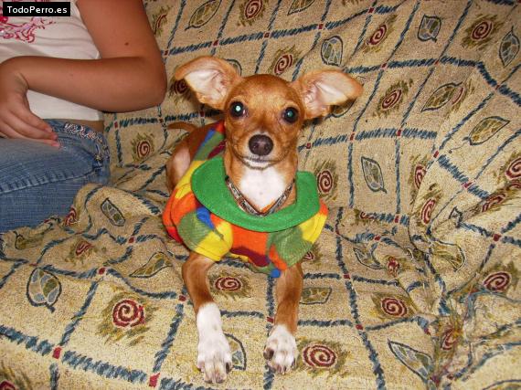 La foto del perro