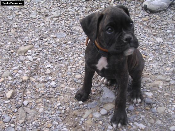 Foto del perro Thaison