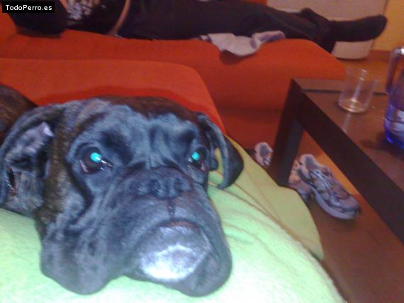 La foto del perro