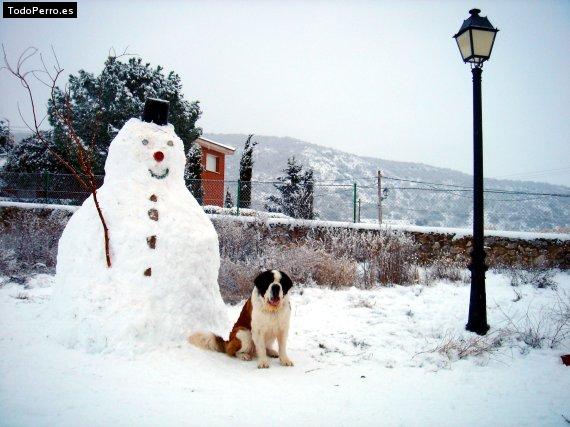 La foto del perro