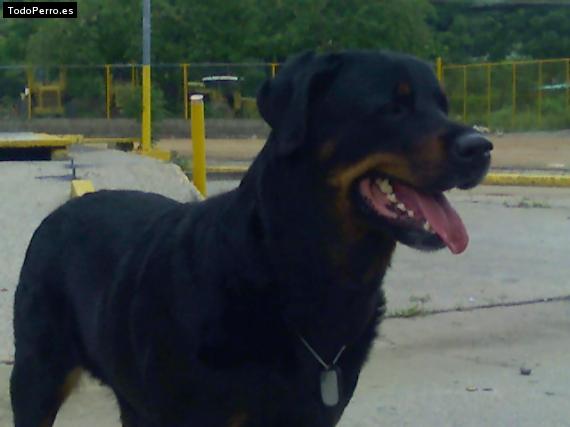 La foto del perro