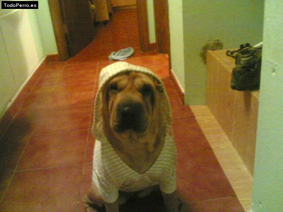 La foto del perro