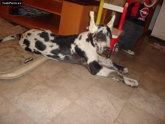 La foto del perro