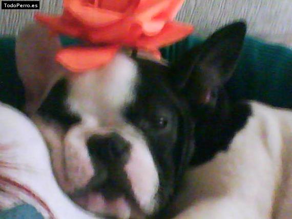 La foto del perro