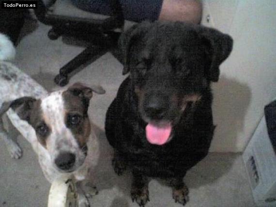 La foto del perro