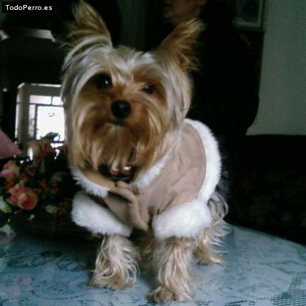 La foto del perro