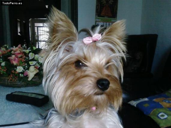 La foto del perro