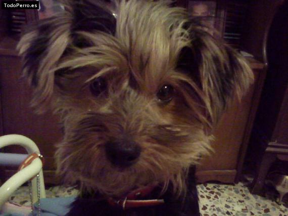 La foto del perro