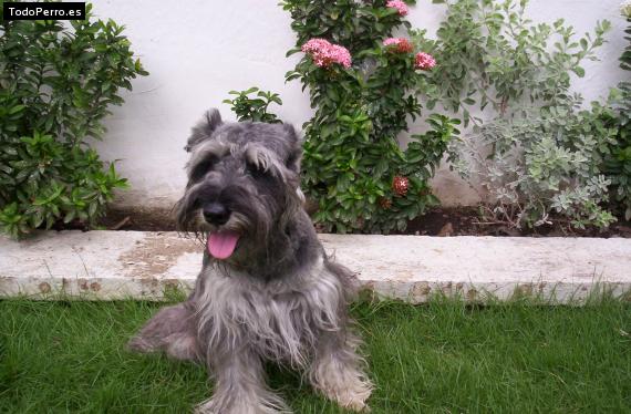 La foto del perro