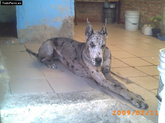 La foto del perro