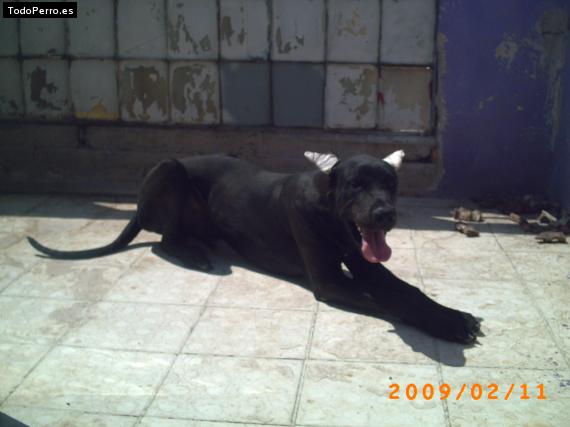 La foto del perro