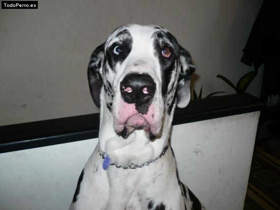 La foto del perro