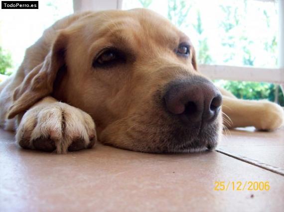 La foto del perro